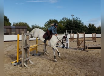 Connemara, Castrone, 4 Anni, 152 cm, Grigio