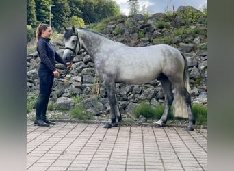 Connemara, Castrone, 4 Anni, 152 cm, Grigio ferro