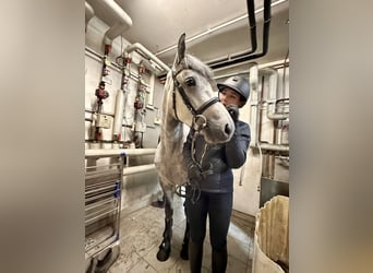 Connemara, Castrone, 4 Anni, 152 cm, Grigio ferro