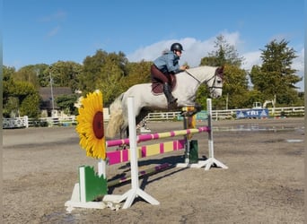 Connemara, Castrone, 4 Anni, 152 cm, Grigio pezzato
