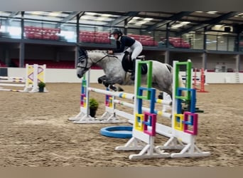 Connemara, Castrone, 4 Anni, 152 cm, Grigio pezzato