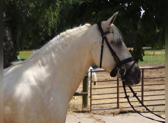Connemara Mix, Castrone, 4 Anni, 152 cm, Palomino