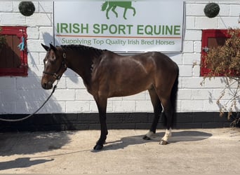 Connemara, Castrone, 4 Anni, 153 cm, Baio ciliegia