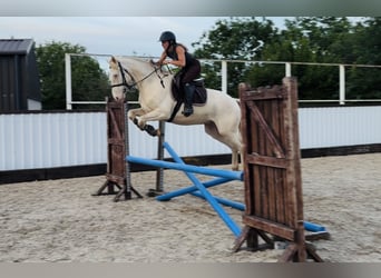 Connemara, Castrone, 4 Anni, 153 cm