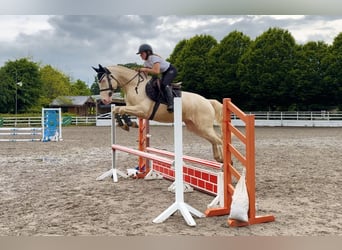 Connemara, Castrone, 4 Anni, 153 cm