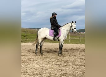 Connemara, Castrone, 4 Anni, 154 cm, Falbo baio