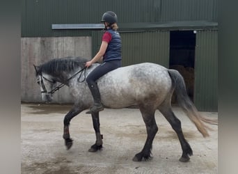 Connemara, Castrone, 4 Anni, 154 cm, Grigio