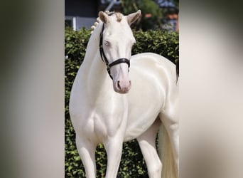Connemara, Castrone, 4 Anni, 155 cm, Cremello