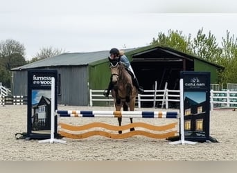 Connemara, Castrone, 4 Anni, 155 cm, Falbo