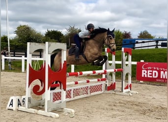 Connemara, Castrone, 4 Anni, 155 cm, Falbo
