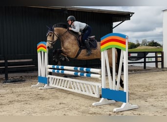 Connemara, Castrone, 4 Anni, 155 cm, Falbo
