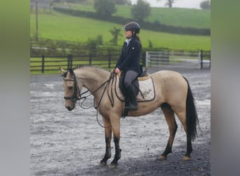 Connemara, Castrone, 4 Anni, 155 cm, Falbo