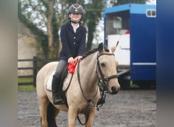 Connemara, Castrone, 4 Anni, 155 cm, Falbo