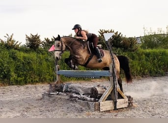 Connemara, Castrone, 4 Anni, 155 cm, Falbo