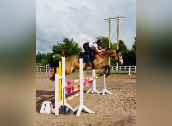 Connemara, Castrone, 4 Anni, 155 cm, Falbo
