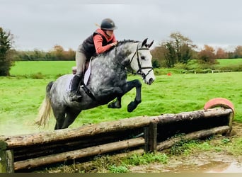 Connemara, Castrone, 4 Anni, 155 cm, Grigio