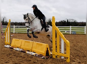 Connemara, Castrone, 4 Anni, 155 cm, Grigio
