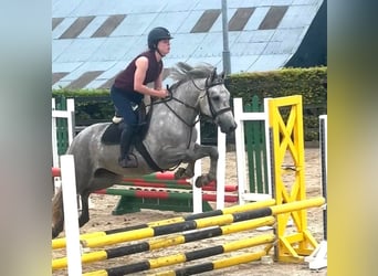 Connemara, Castrone, 4 Anni, 155 cm, Grigio pezzato