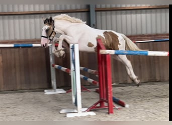 Connemara, Castrone, 4 Anni, 155 cm, Pezzato