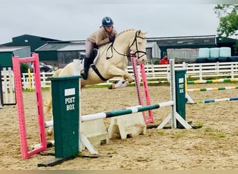 Connemara, Castrone, 4 Anni, 156 cm, Cremello