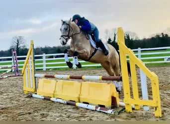 Connemara, Castrone, 4 Anni, 156 cm, Falbo