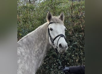 Connemara, Castrone, 4 Anni, 156 cm, Grigio pezzato