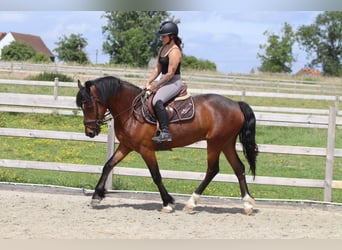 Connemara, Castrone, 4 Anni, 157 cm, Baio