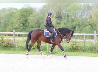 Connemara, Castrone, 4 Anni, 157 cm, Baio