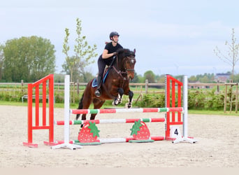 Connemara, Castrone, 4 Anni, 157 cm, Baio