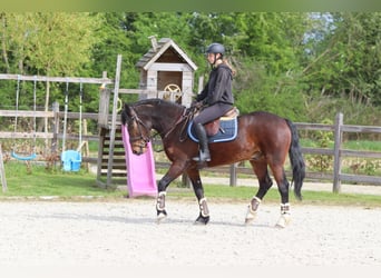 Connemara, Castrone, 4 Anni, 157 cm, Baio