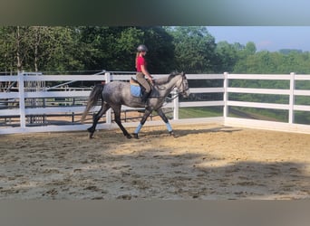 Connemara, Castrone, 4 Anni, 157 cm, Grigio pezzato
