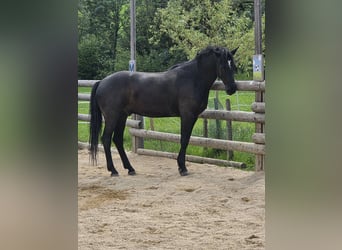 Connemara, Castrone, 4 Anni, 158 cm, Morello