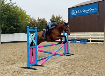 Connemara, Castrone, 4 Anni, 160 cm, Baio ciliegia