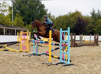 Connemara, Castrone, 4 Anni, 160 cm, Baio ciliegia