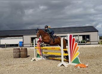 Connemara, Castrone, 4 Anni, 160 cm, Baio ciliegia