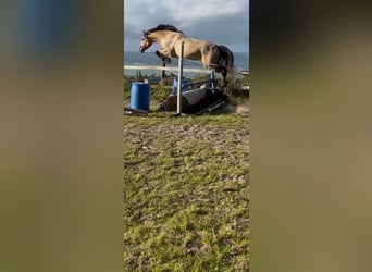Connemara, Castrone, 4 Anni, 163 cm, Falbo