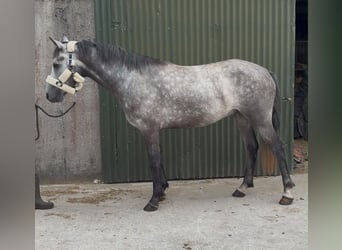 Connemara, Castrone, 4 Anni, Grigio