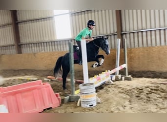 Connemara, Castrone, 5 Anni, 137 cm, Grigio