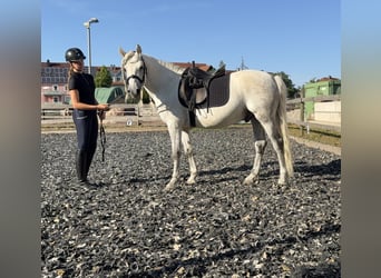 Connemara, Castrone, 5 Anni, 145 cm, Grigio pezzato
