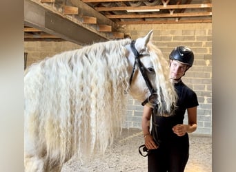 Connemara, Castrone, 5 Anni, 145 cm, Grigio pezzato