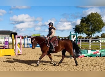 Connemara, Castrone, 5 Anni, 147 cm, Baio ciliegia