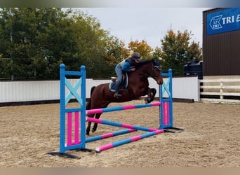 Connemara, Castrone, 5 Anni, 147 cm, Baio ciliegia