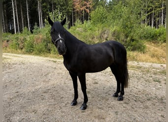 Connemara, Castrone, 5 Anni, 147 cm, Baio nero