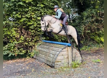 Connemara, Castrone, 5 Anni, 147 cm, Falbo