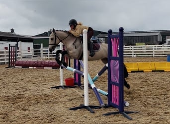 Connemara, Castrone, 5 Anni, 147 cm, Falbo