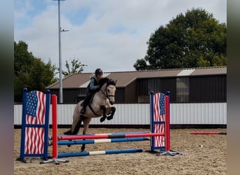 Connemara, Castrone, 5 Anni, 147 cm, Falbo