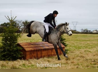 Connemara, Castrone, 5 Anni, 147 cm, Grigio