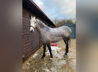 Connemara, Castrone, 5 Anni, 147 cm, Grigio