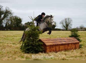 Connemara, Castrone, 5 Anni, 147 cm, Grigio
