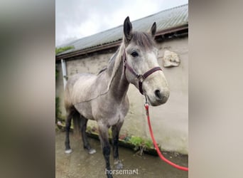 Connemara, Castrone, 5 Anni, 147 cm, Grigio